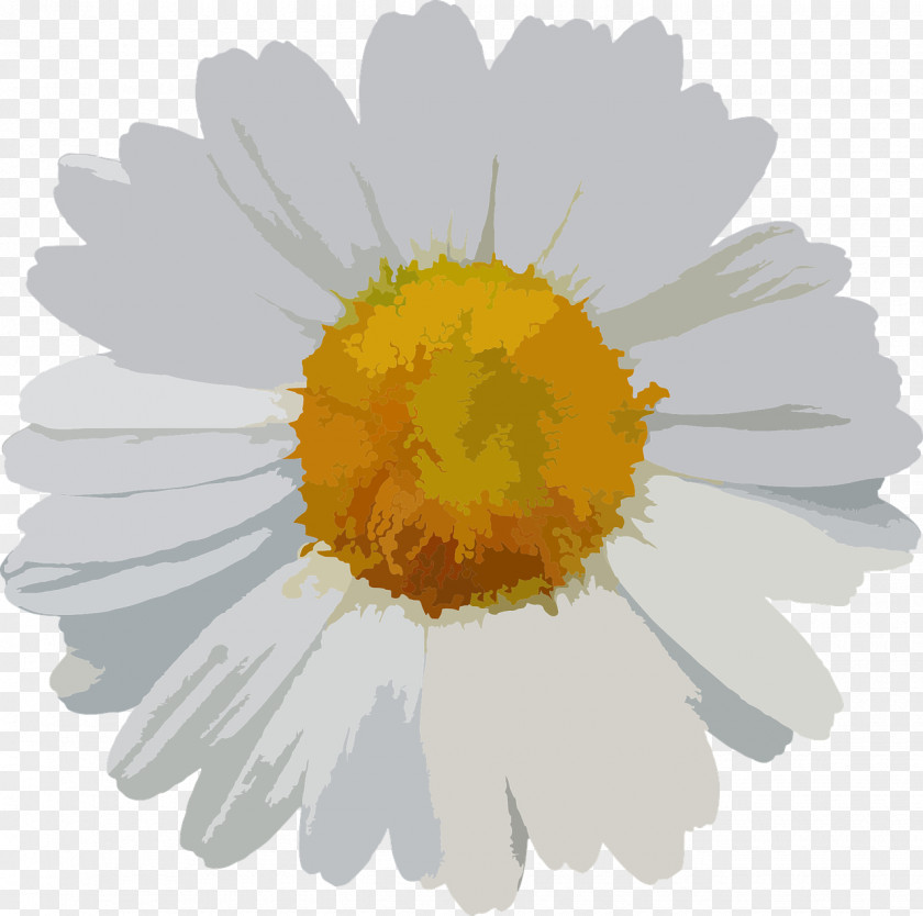 Camomile Flower Common Daisy PNG