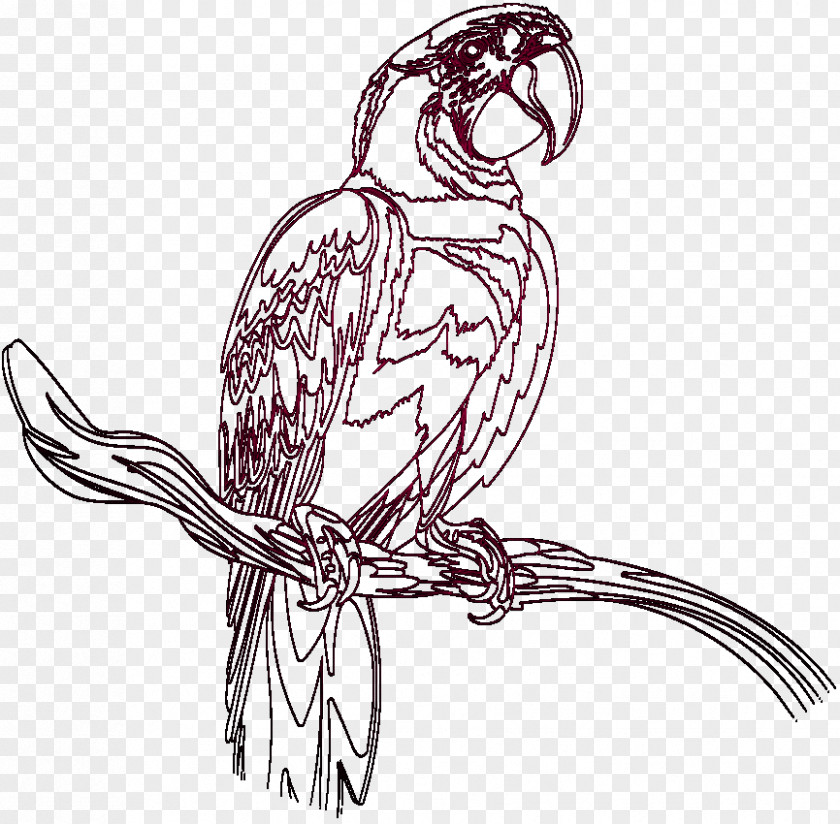 Zoo Park Chicken Parrot Line Art Beak Bird PNG