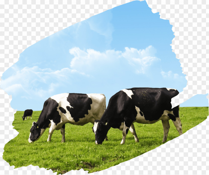 Agriculture Cattle Livestock Farm Dairy PNG