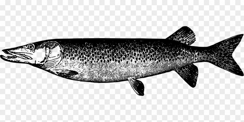 Fish Muskellunge Northern Pike Drawing PNG