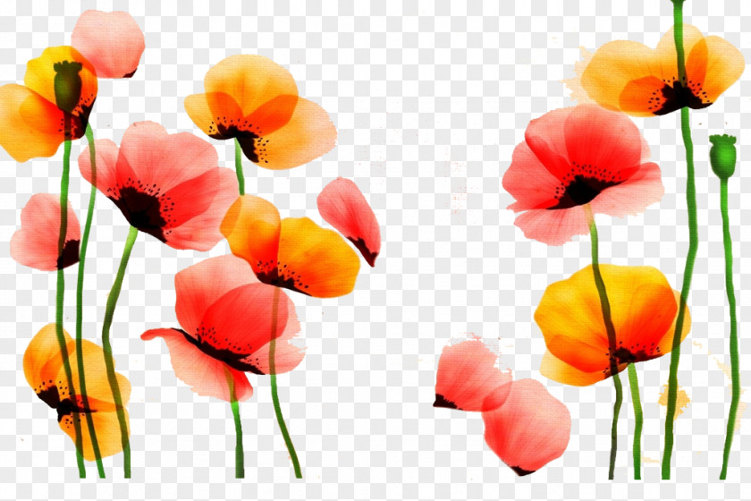 Free Flower Cutout Poppy Watercolor Painting Red Yellow PNG