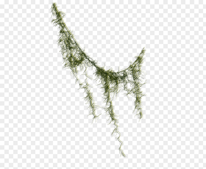 Liana Seaweed Clip Art PNG