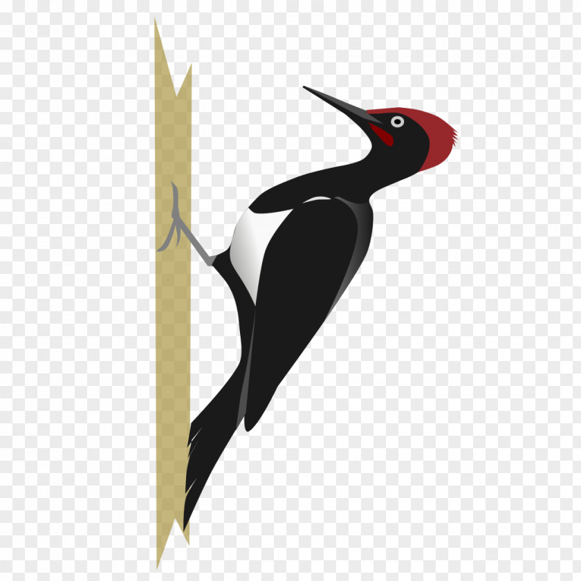 Bird White-bellied Woodpecker Black-rumped Flameback PNG