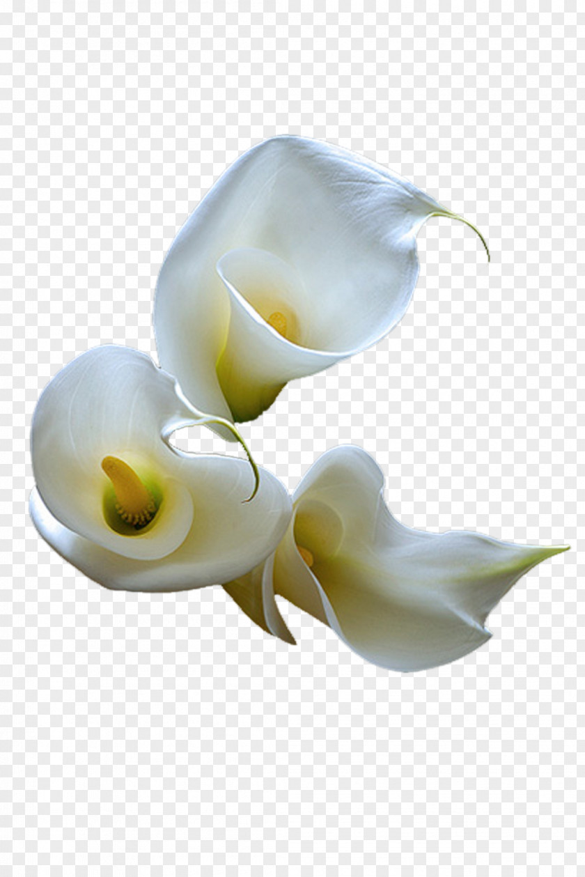Callalily Flower Arum-lily Photography Clip Art PNG