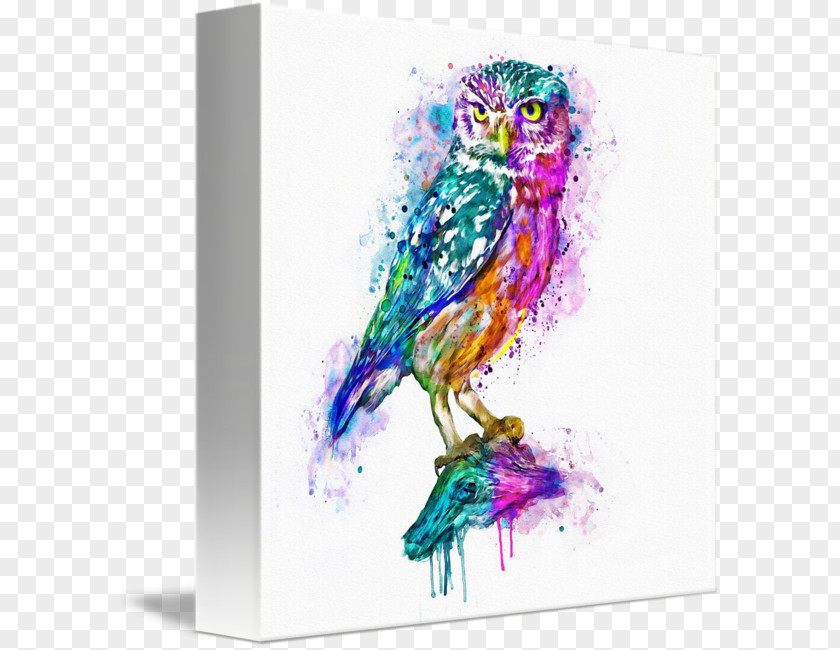 Colorful Owl Watercolor Painting Canvas Print Art PNG