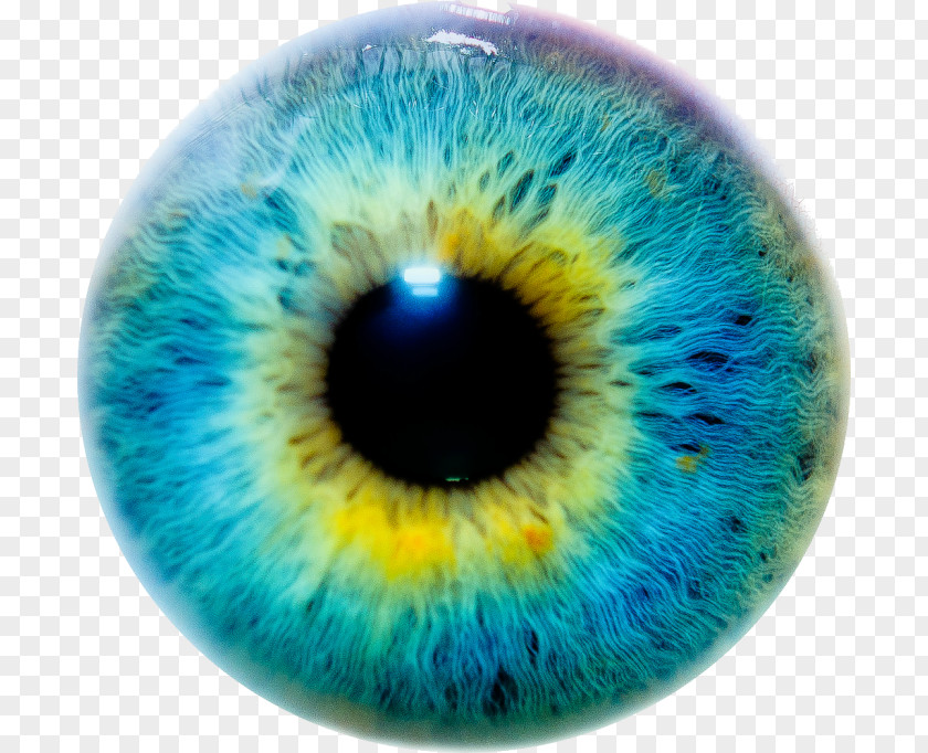 Eye Color Iris Human PNG