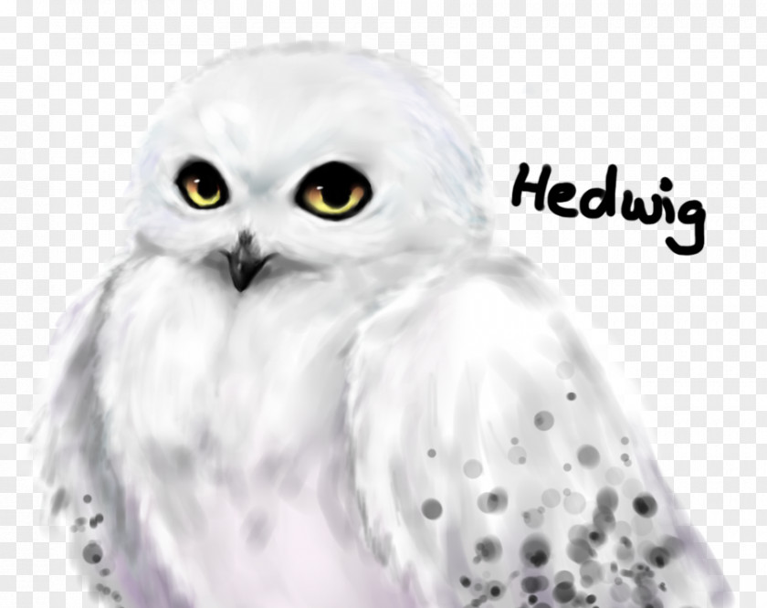 Harry Potter Owl Wildlife PNG