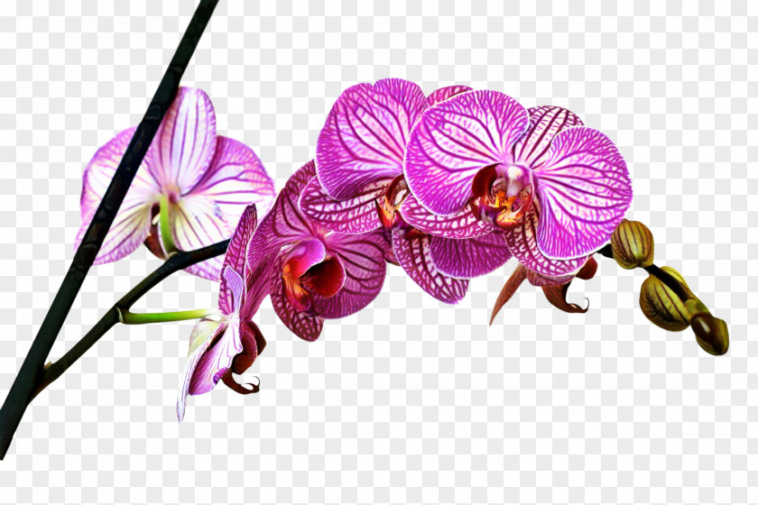 Canvas Moth Orchids Blejtram Image PNG