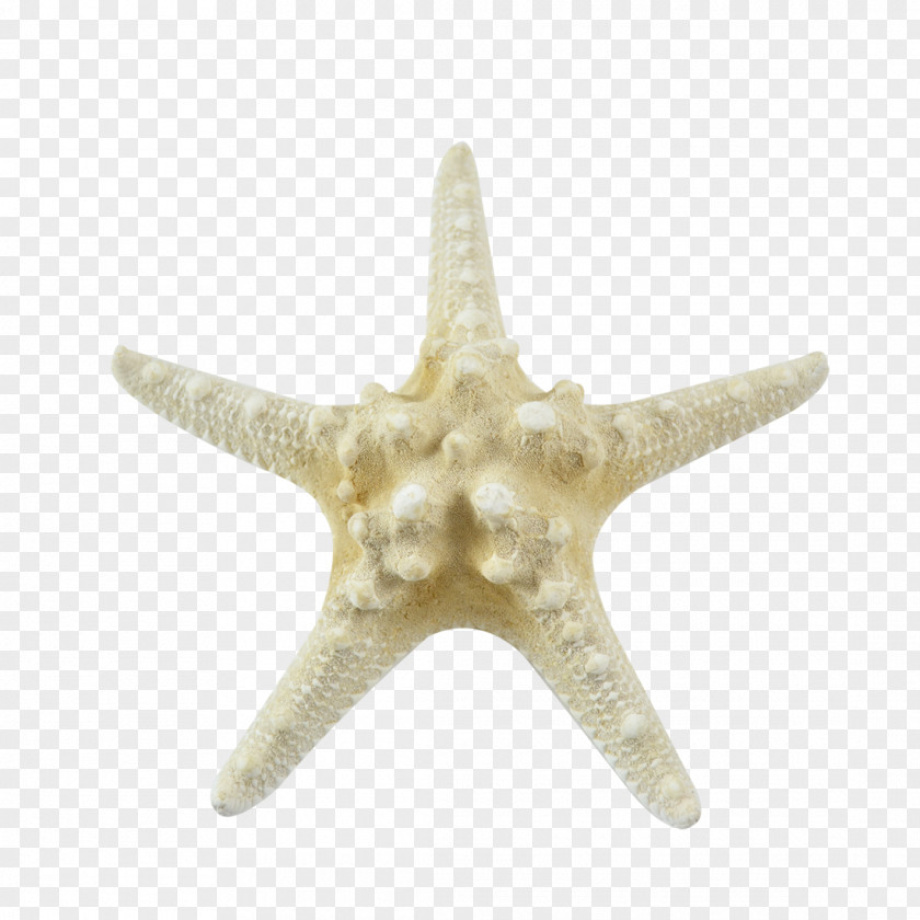 Colored Starfish Seashell Marine Invertebrates PNG
