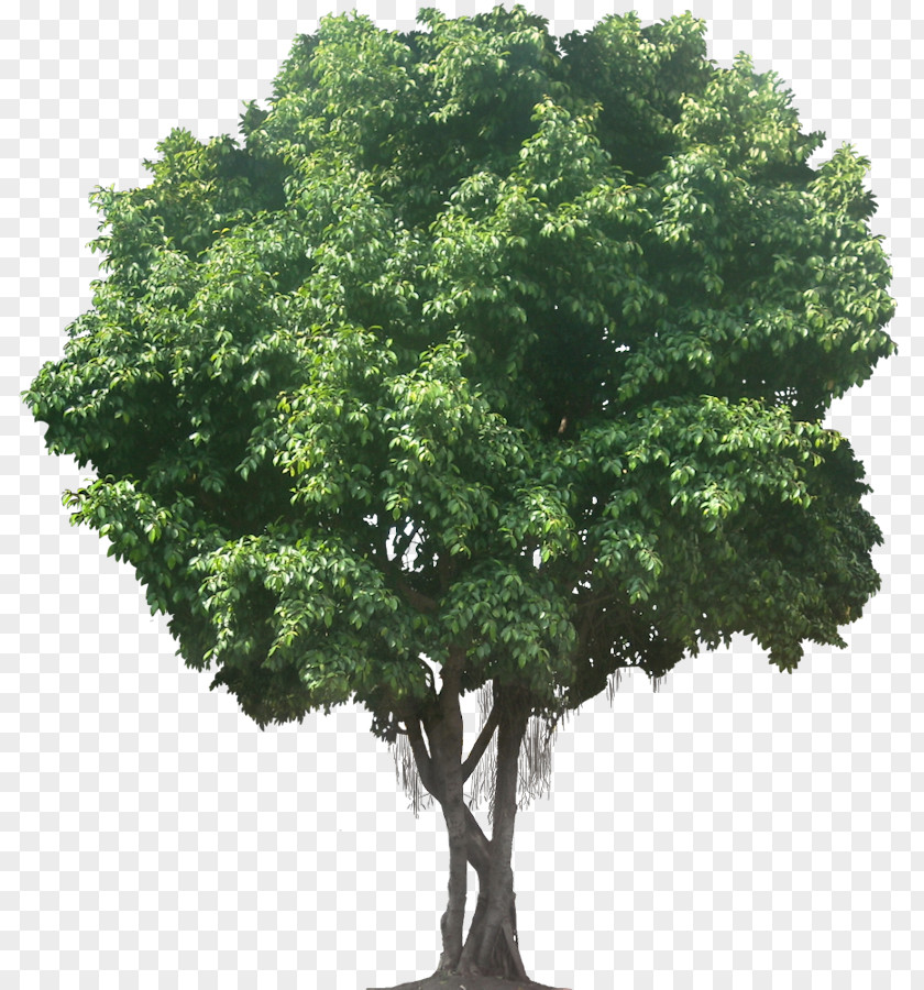 Fig Tree Clip Art PNG