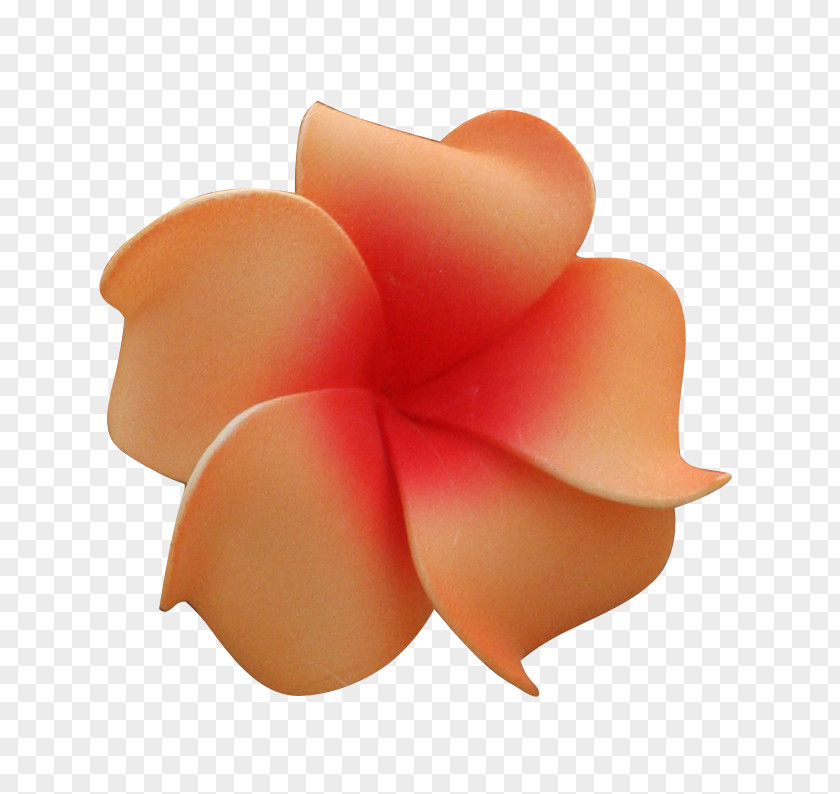 Flower Color Hawaii Clip Art PNG