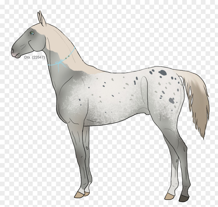 Mustang Mane Foal Stallion Colt PNG