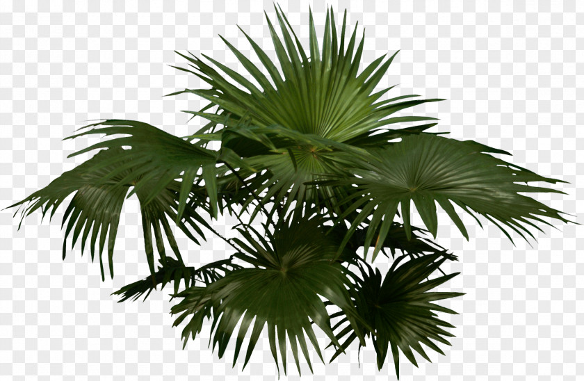 Palm Arecaceae Woody Plant Tree PNG