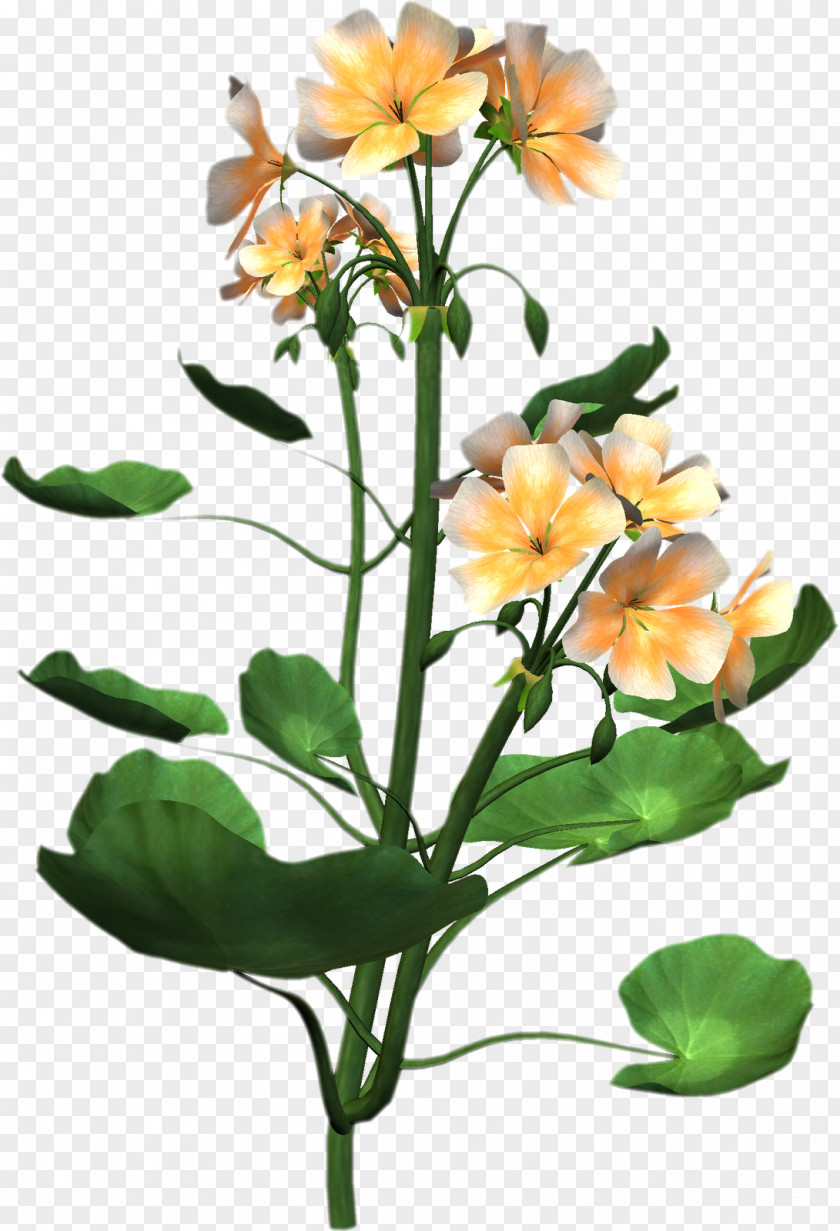 Plant Anatomy Flower Clip Art PNG