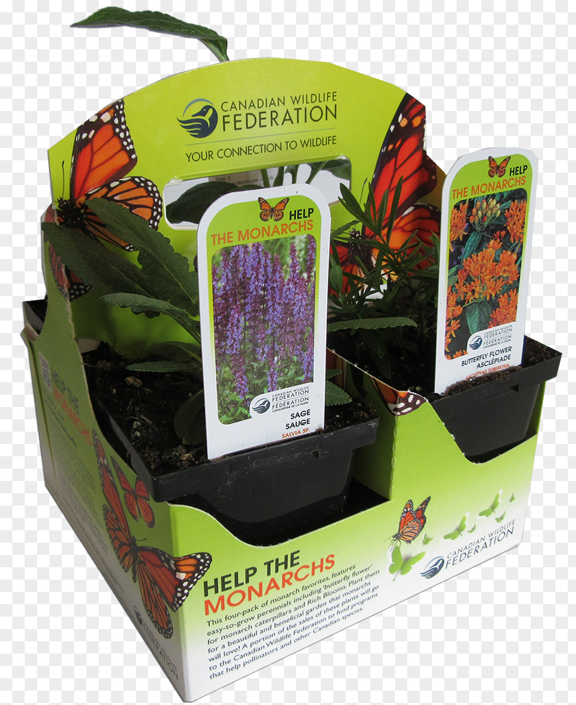 Butterfly Pollinator Plantation Tea PNG