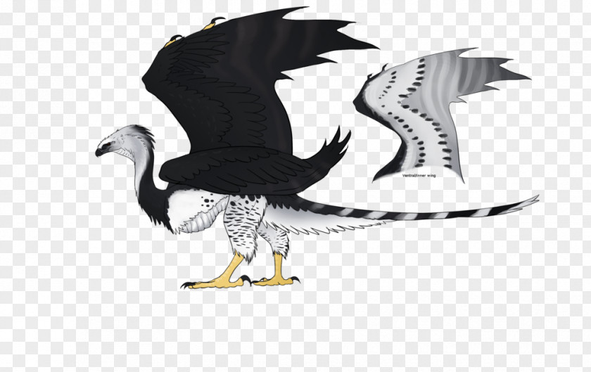 Eagle Water Bird Beak PNG