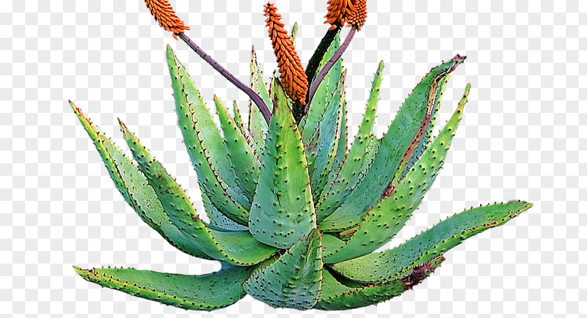 Plant Aloe Vera Succulent Skin Medicine PNG