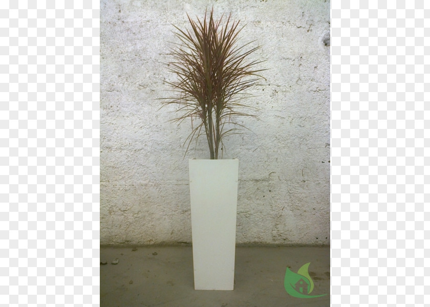 Vase Grasses Branching Family PNG