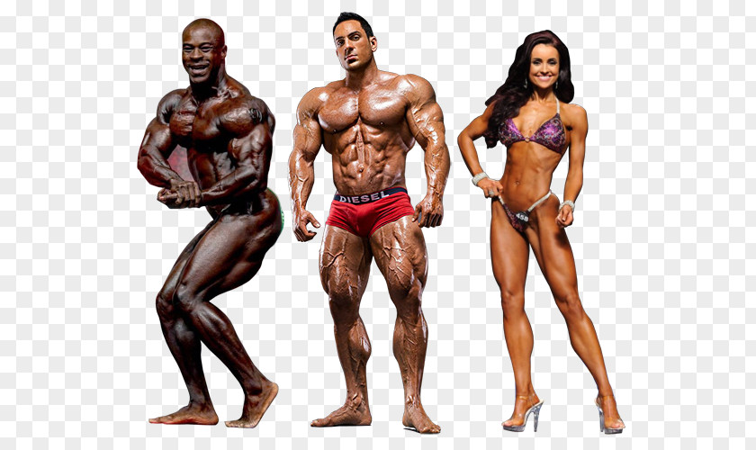 Bodybuilding Fitness And Figure Competition Female Muscle Human Body PNG