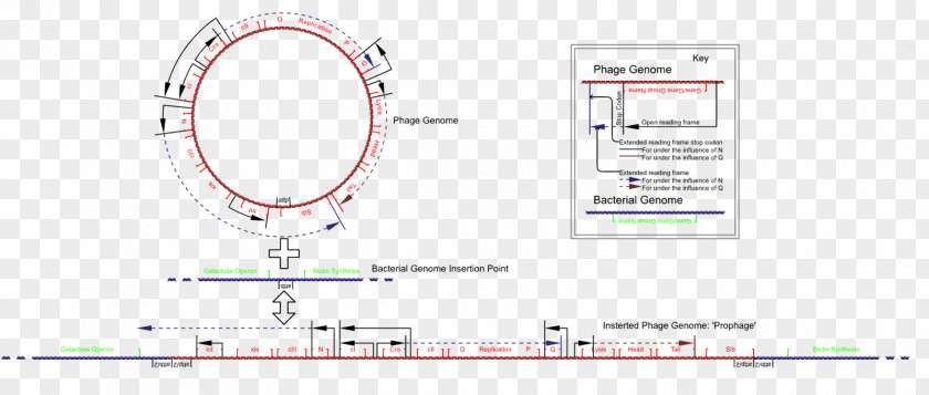 Lambda Phage Bacteriophage E. Coli Genome PNG