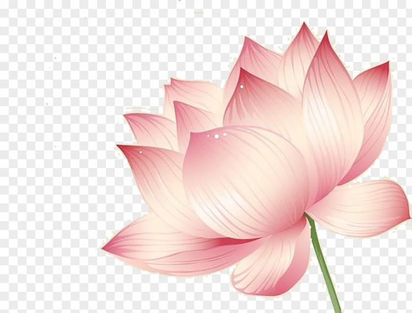Lotus Nelumbo Nucifera Effect Flower Euclidean Vector PNG