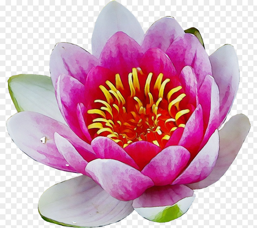 Nymphaea Nelumbo Peony Lotus-m PNG