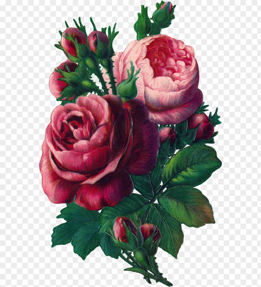 Rose Flower Bouquet Red Clip Art PNG