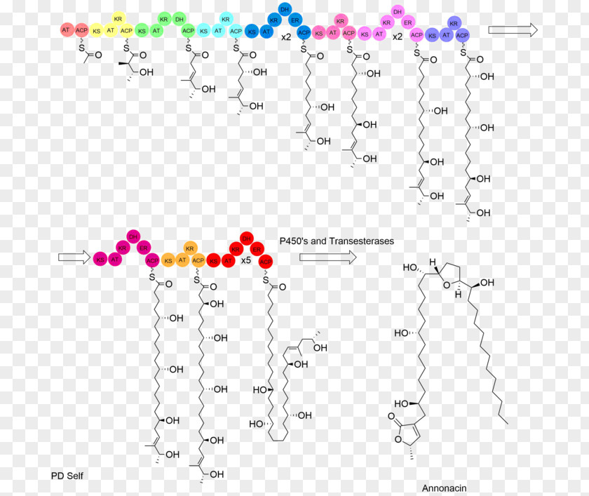 Transferase Acetogenin Biosynthesis Annonacin Polyketide Synthase PNG