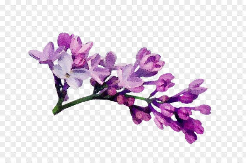 Branch Lavender PNG