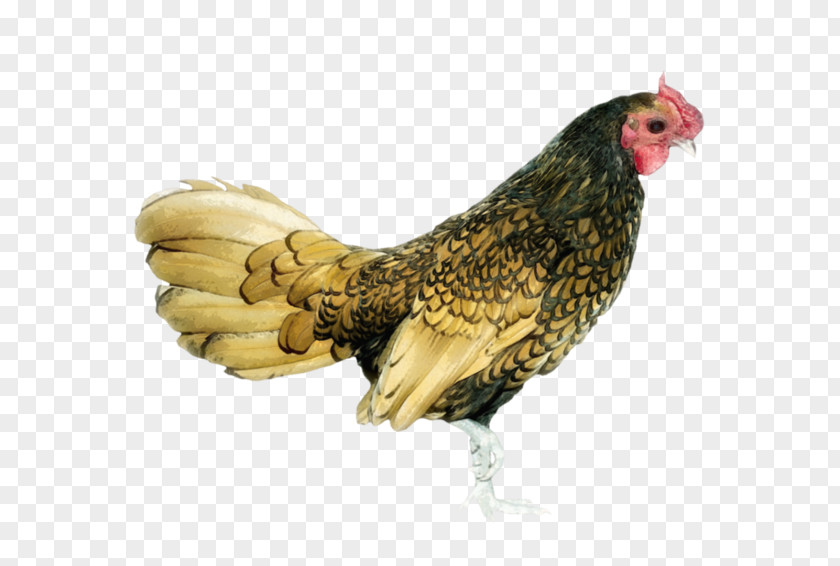Chicken Rooster Hen Bird PNG