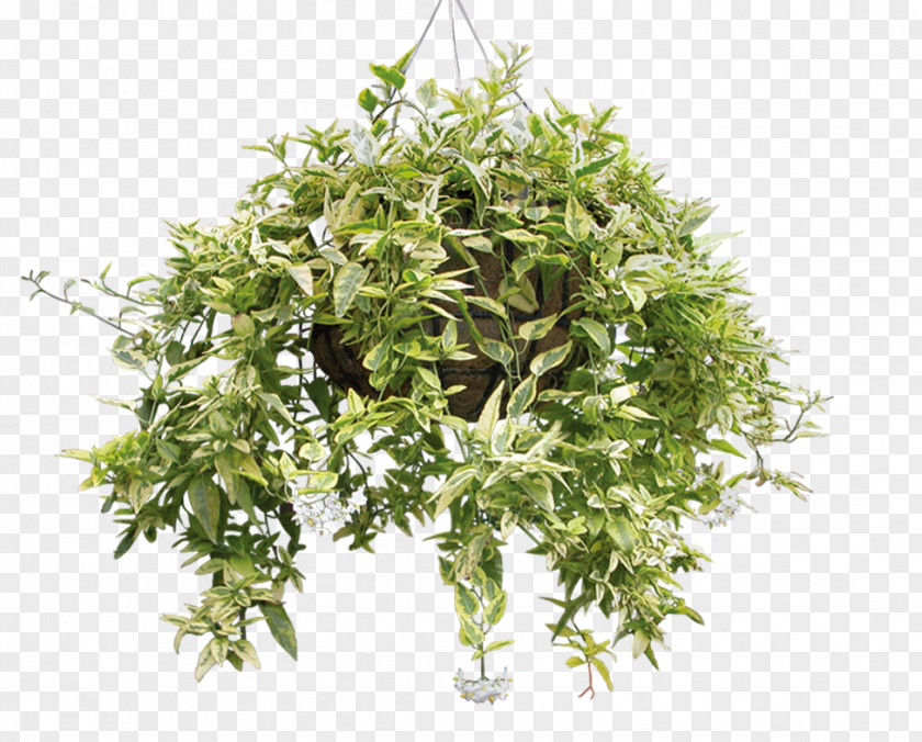 Plant Houseplant Succulent PNG