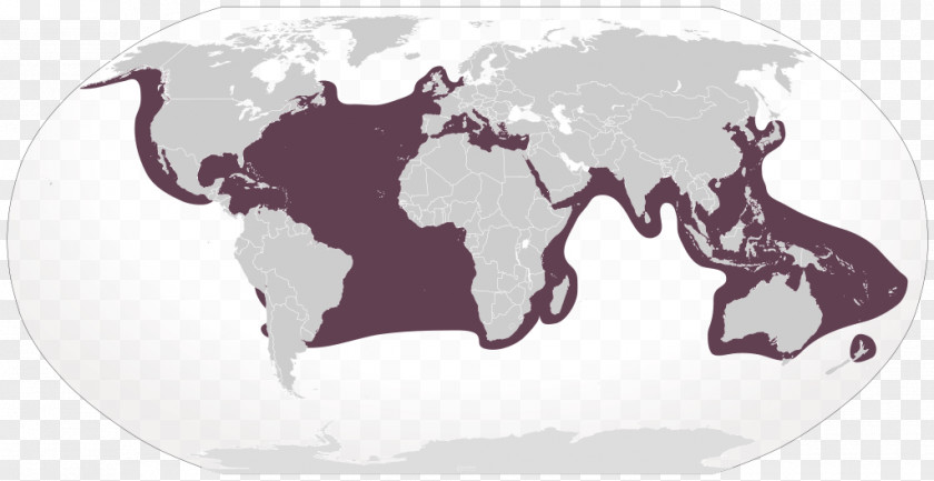 Sea Cucumber Globe World Map Border PNG