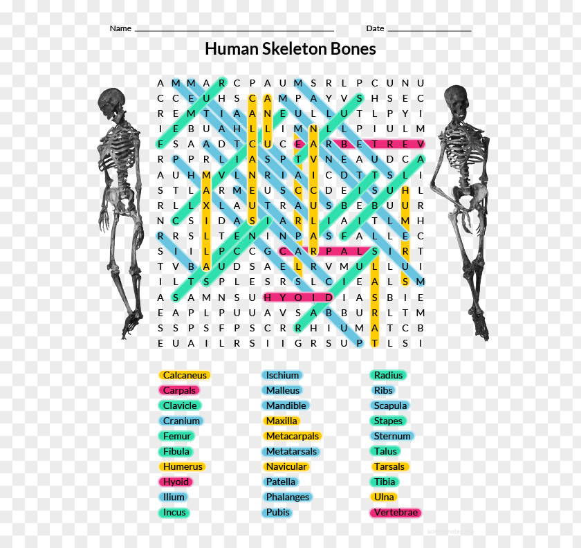Skeleton Homo Sapiens Human Anatomy & Physiology Word Search Body PNG