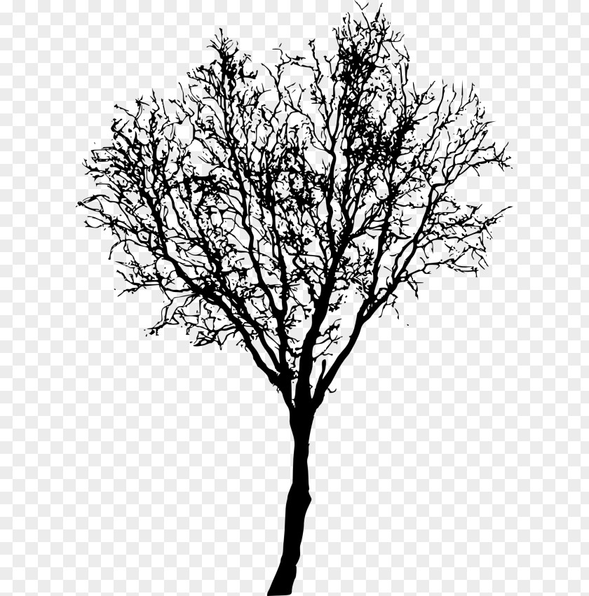 Tree Twig Branch PNG