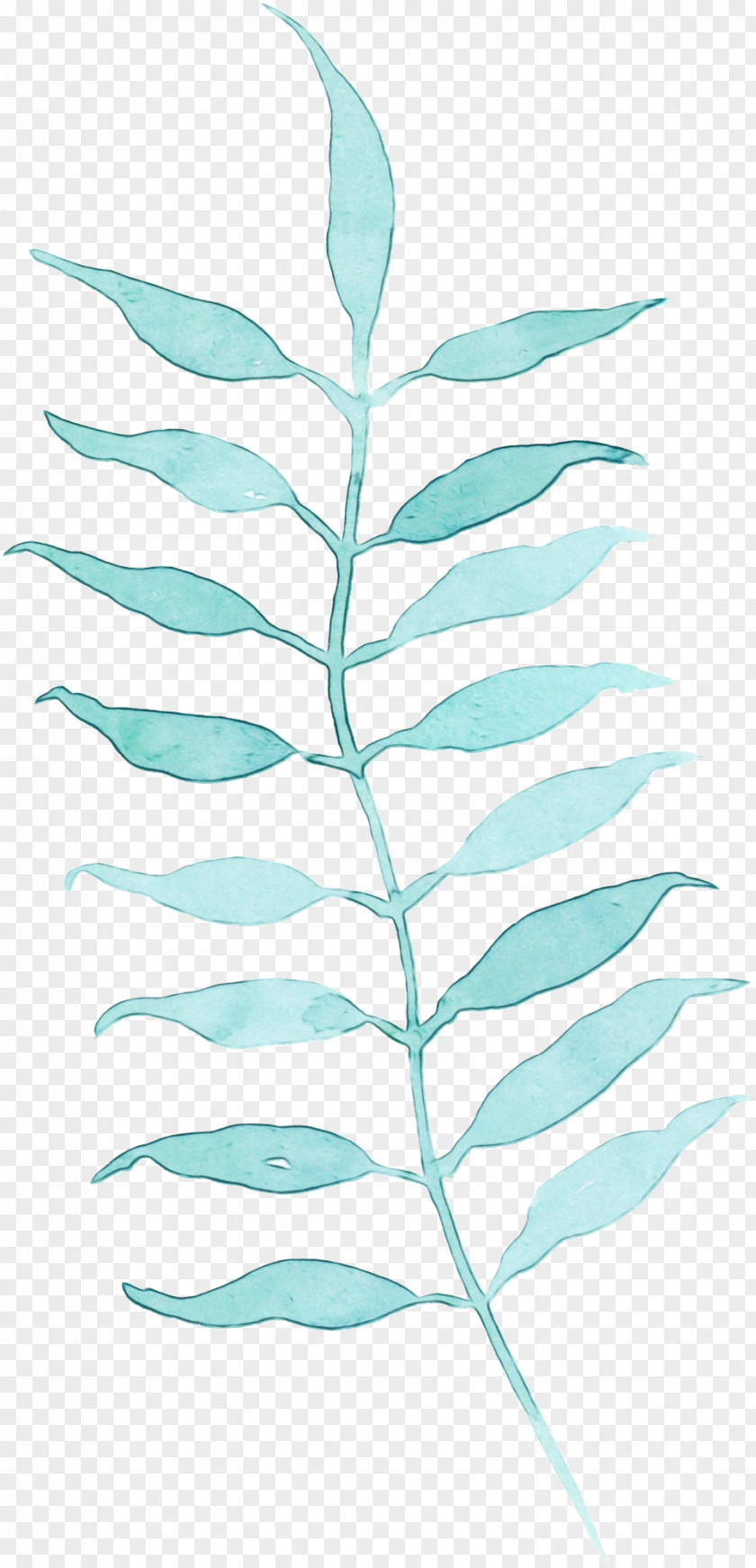 Leaf Plant Vascular Tree Stem PNG