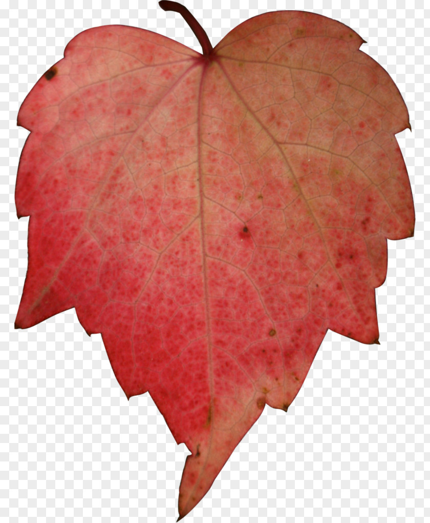 Leave Autumn Desktop Wallpaper Maple Leaf PNG