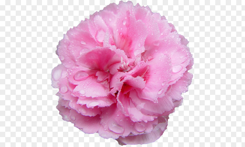 Pink Flower Flowers Rose Carnation Lilium PNG