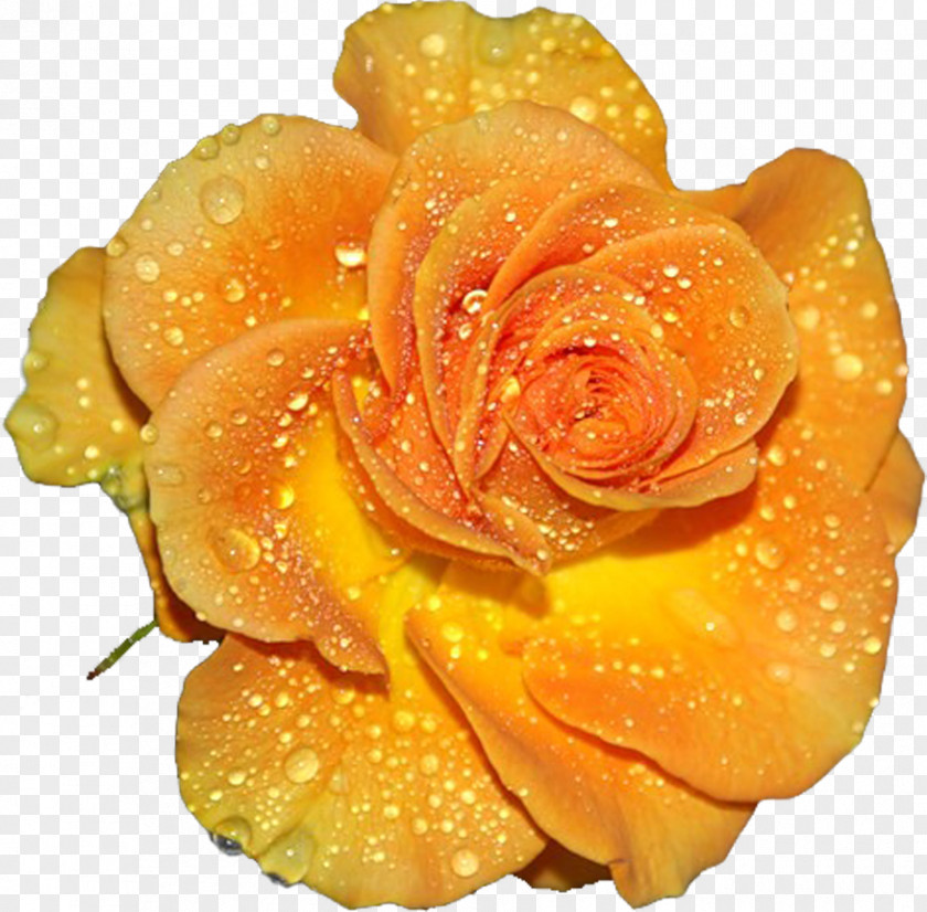 Rose Garden Roses Yellow Clip Art PNG