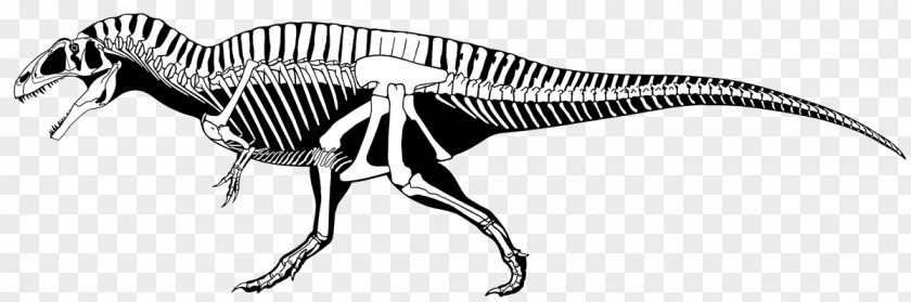 Skeleton Carcharodontosaurus Giganotosaurus Acrocanthosaurus Mapusaurus Tyrannosaurus PNG