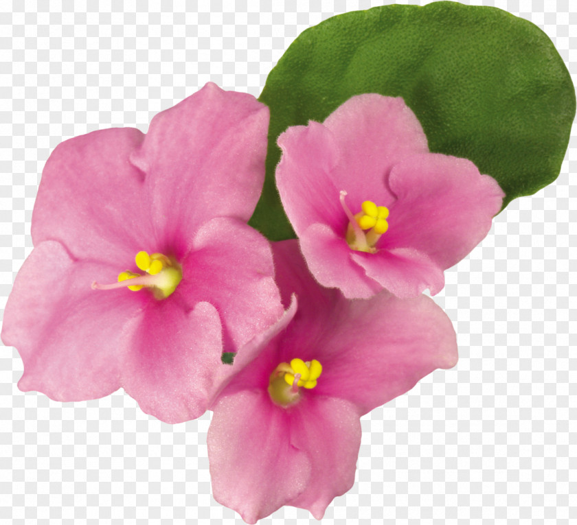 Violet Primrose Pink Flower Green PNG
