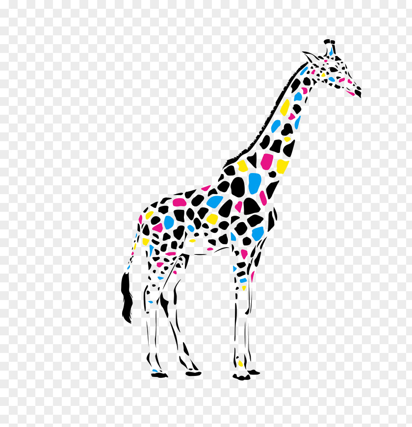 Cartoon Giraffe Color Drawing Cdr PNG