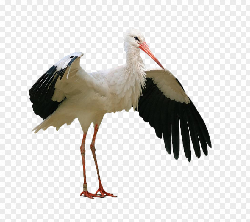 Crane Wings Dem Storch Auf Der Spur: Lernwerkstatt Fxfcr Den Sachunterricht In Klasse 1-2, CD-ROM Stork Bird Schmixdfberg Niederhambach PNG
