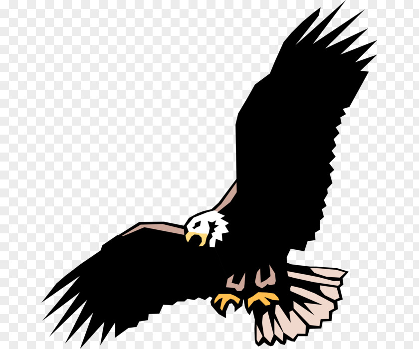Eagle Bald Clip Art Illustration Vector Graphics PNG