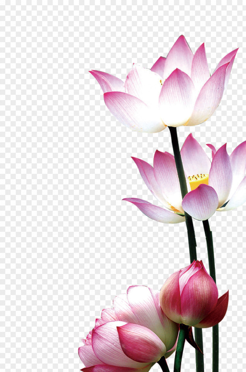 Lotus Flower Nelumbo Nucifera Water Lily PNG