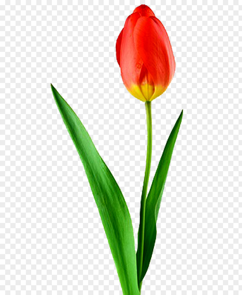 Rosa Tulip Desktop Wallpaper Flower High-definition Television Display Resolution PNG