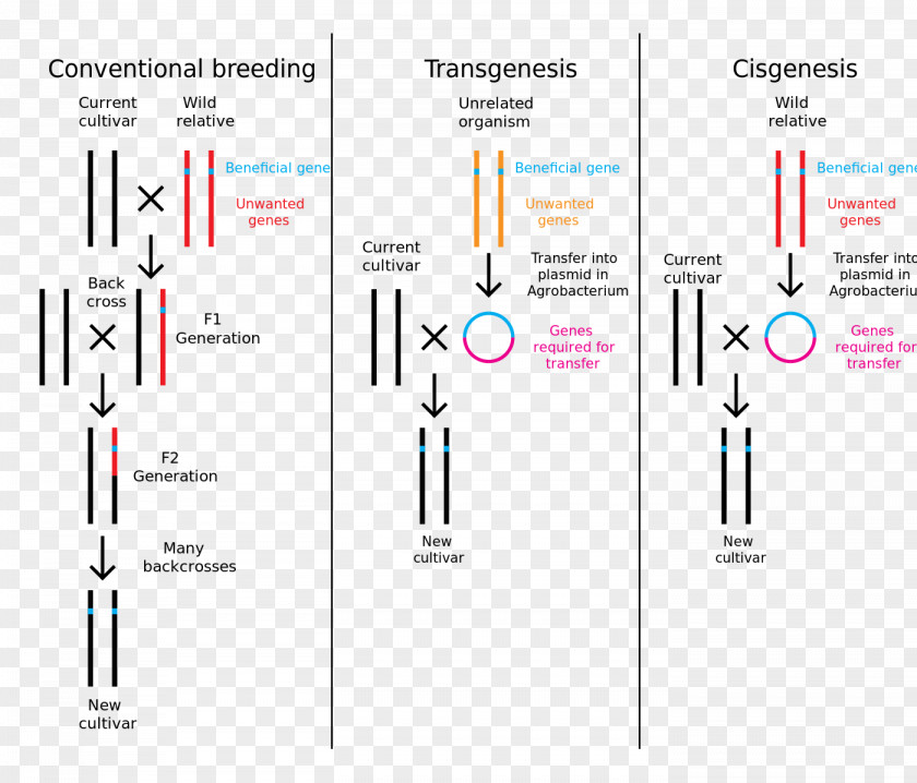 Science Cisgenesis Genetic Engineering Genetically Modified Crops Transgenesis PNG