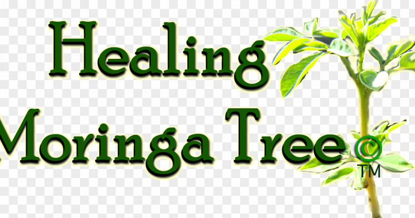 Tree Drumstick Oxygen Radical Absorbance Capacity Seed Moringa Ovalifolia PNG