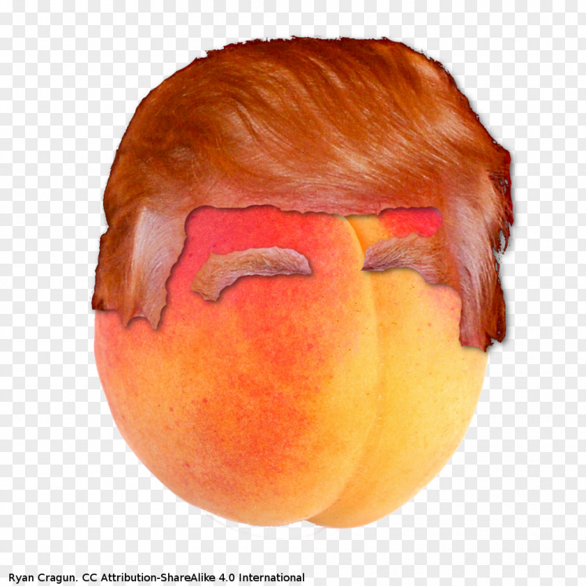 Donald Trump Efforts To Impeach Hair PNG