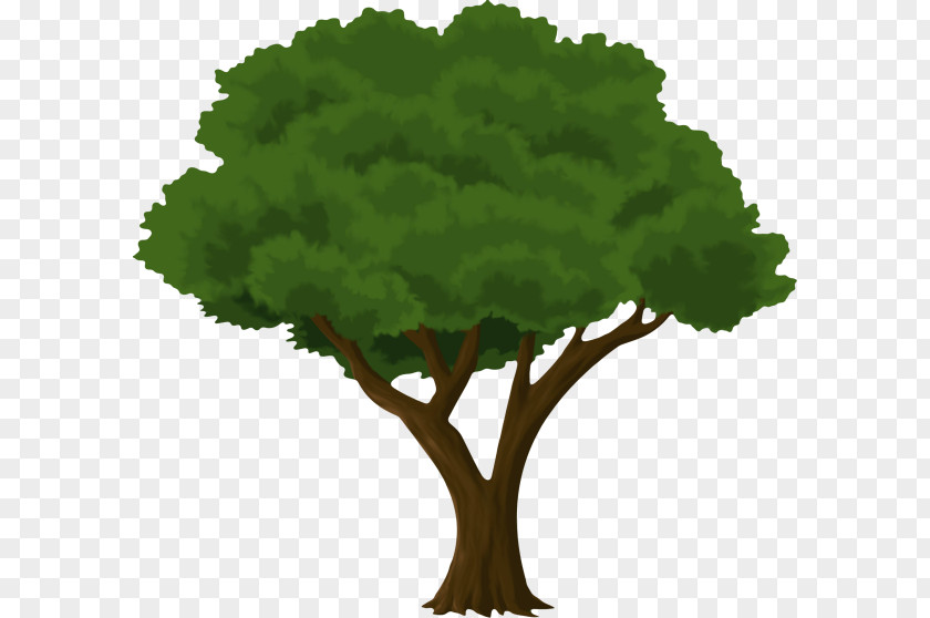 Elm Leaf Vegetable Oak Tree Drawing PNG