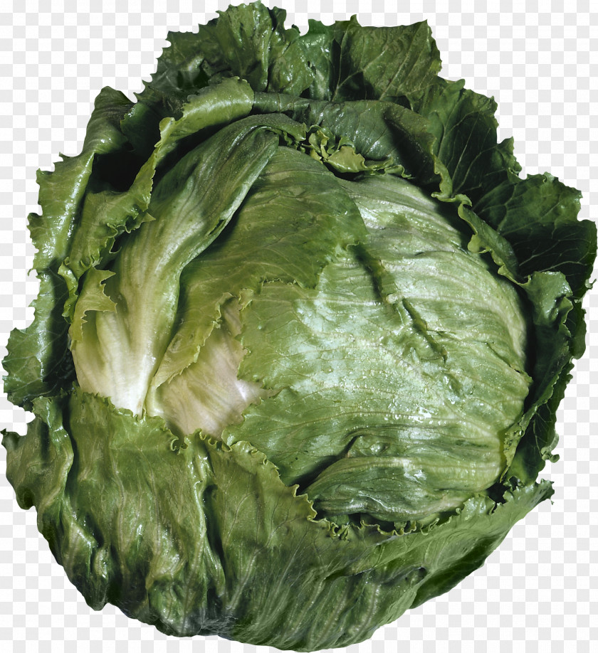 Cabbage Iceberg Lettuce Vegetable Salad Romaine Clip Art PNG